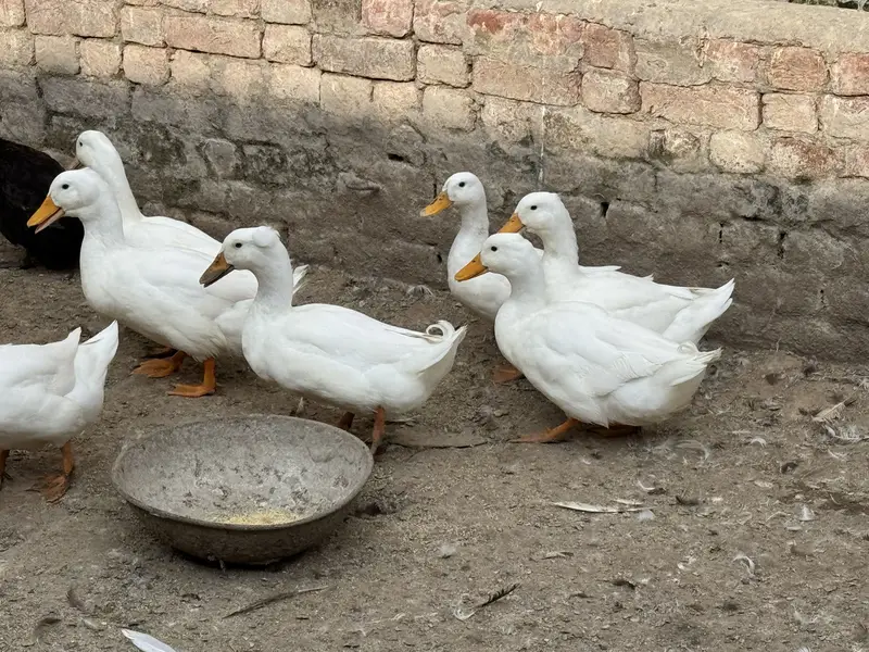 Crested Ducks — photo 4