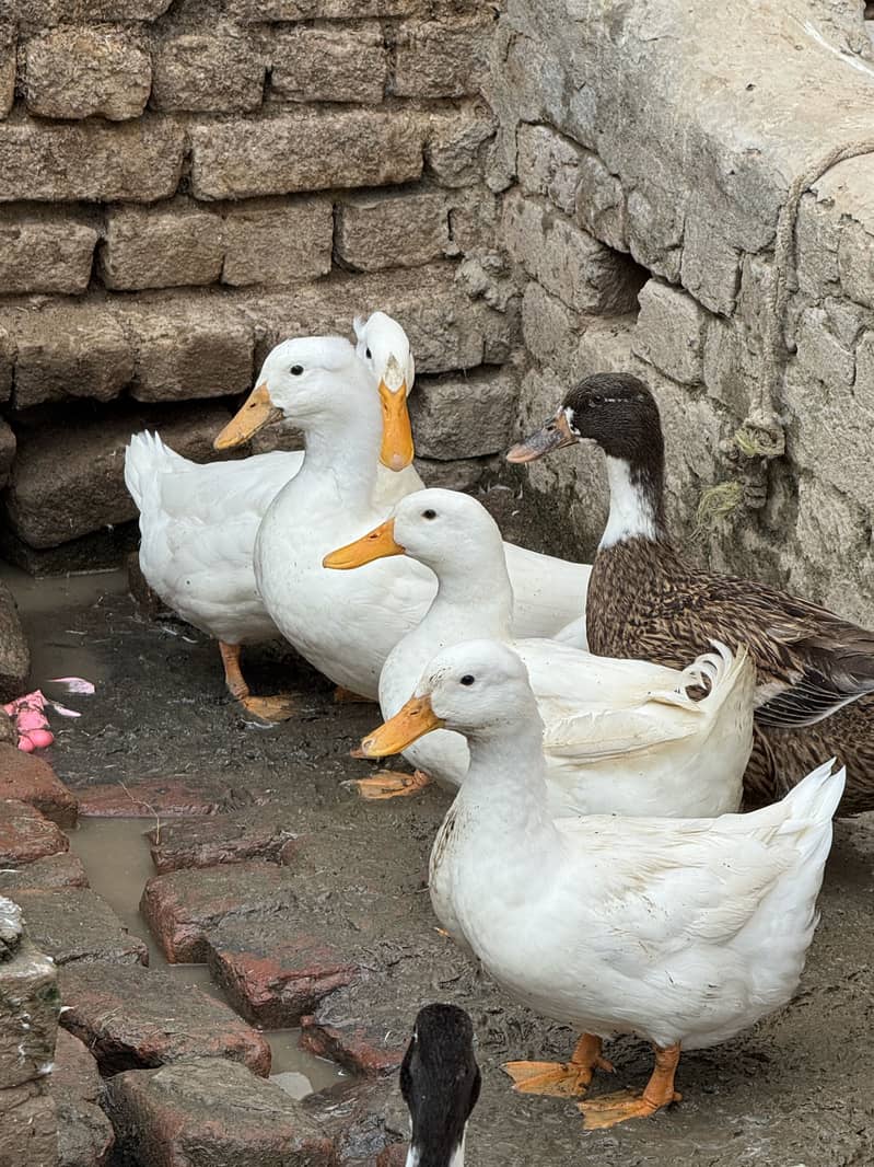 Crested Ducks 4