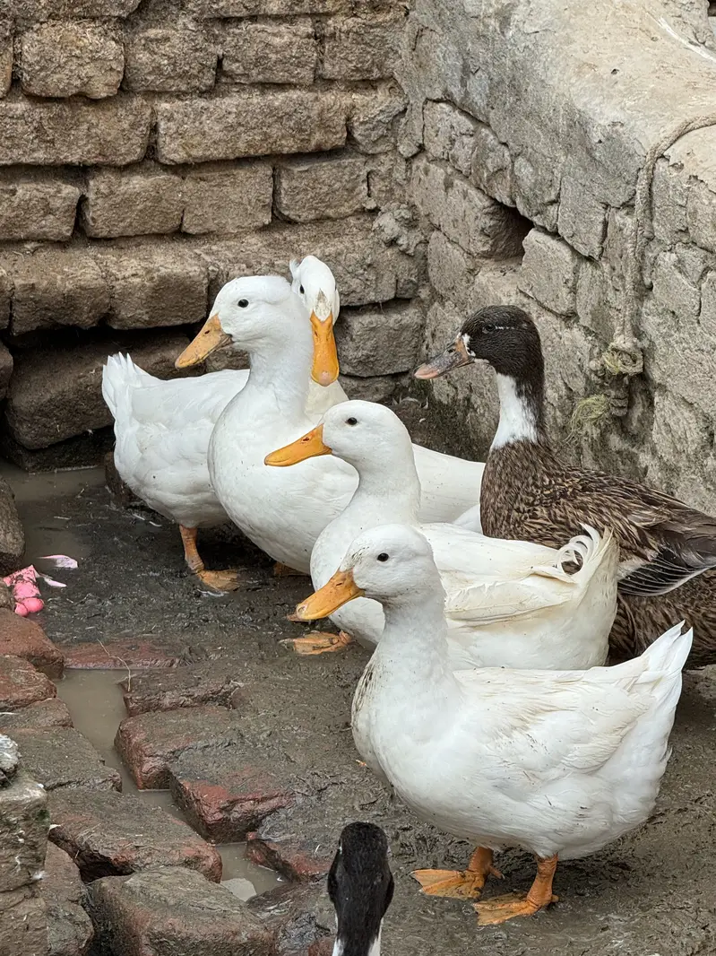 Crested Ducks — photo 5