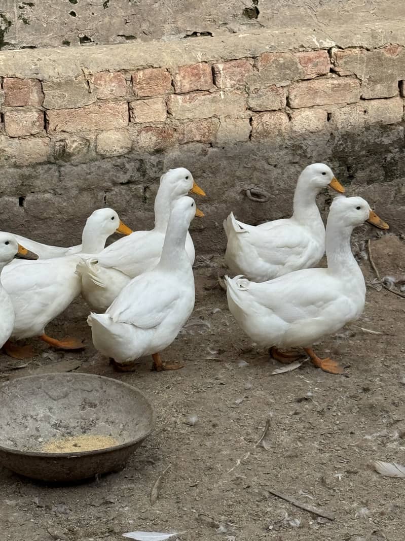 Crested Ducks 5
