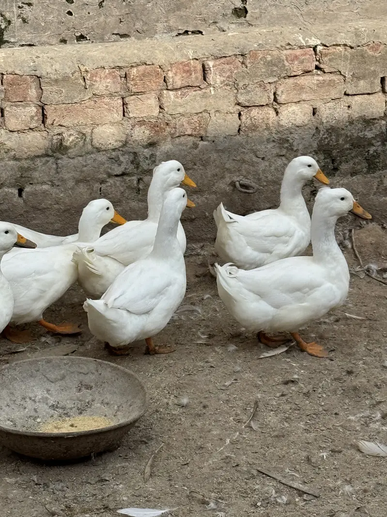 Crested Ducks — photo 6