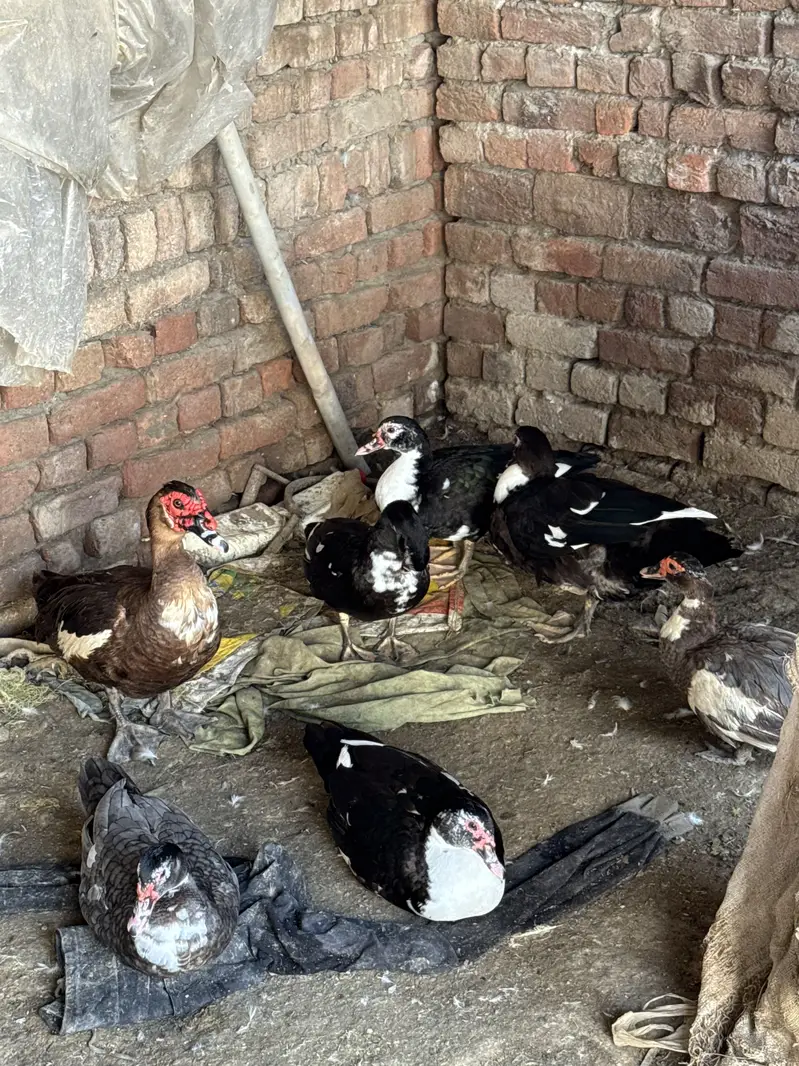 Crested Ducks — photo 7