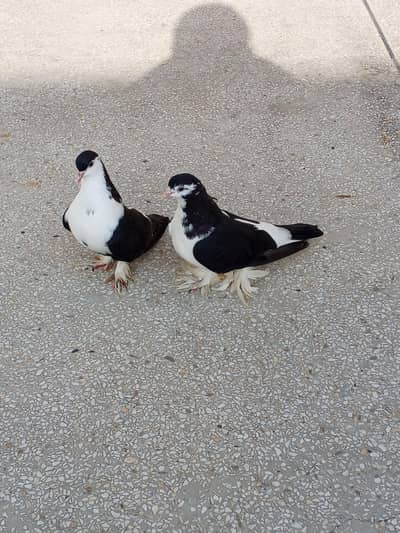 black pamooz sherazi breeder pair for sale contact 0345-5159795