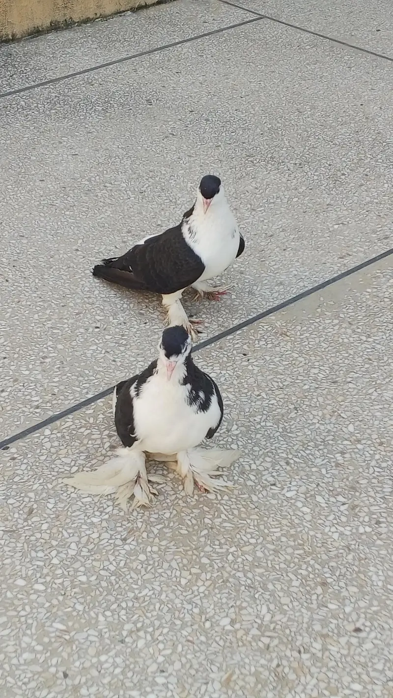 black pamooz sherazi breeder pair for sale contact 0345-5159795 — photo 2