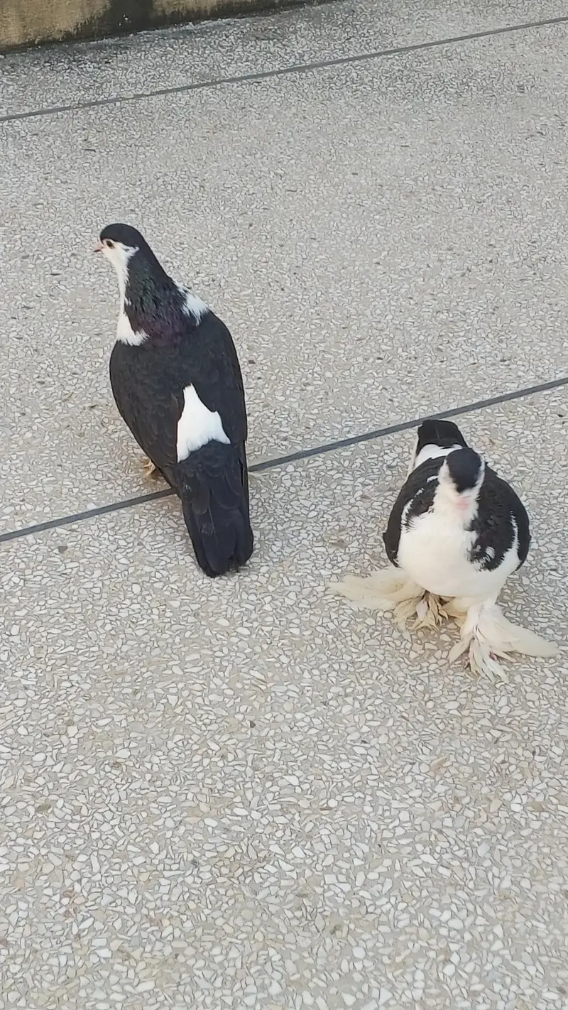 black pamooz sherazi breeder pair for sale contact 0345-5159795 — photo 3