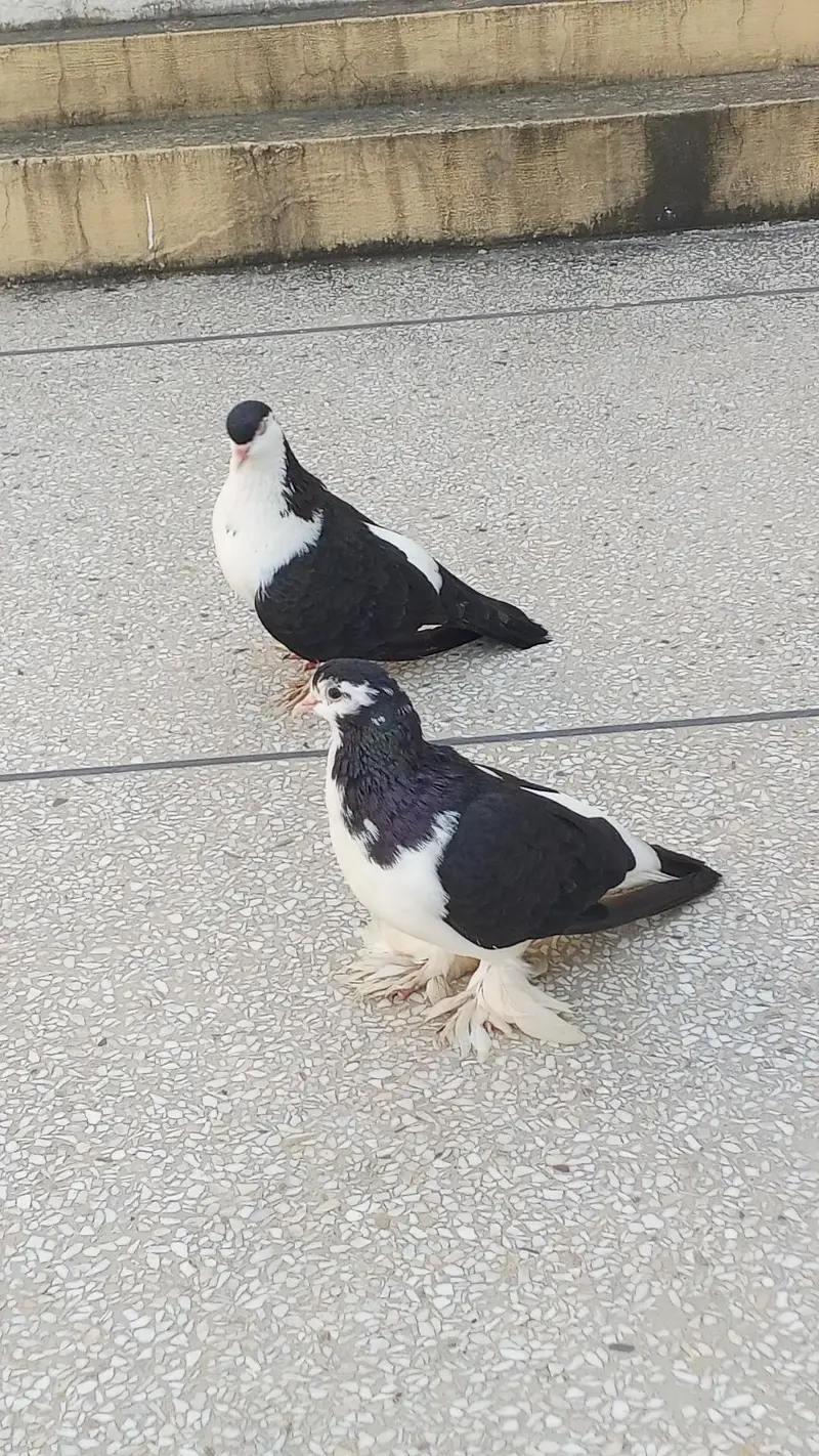 black pamooz sherazi breeder pair for sale contact 0345-5159795 — photo 4