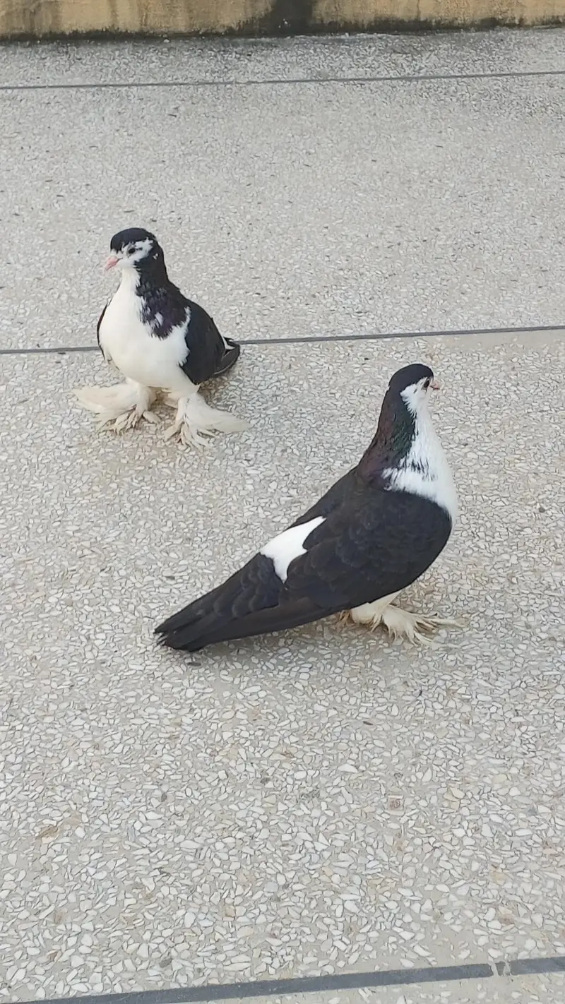 black pamooz sherazi breeder pair for sale contact 0345-5159795 — photo 5