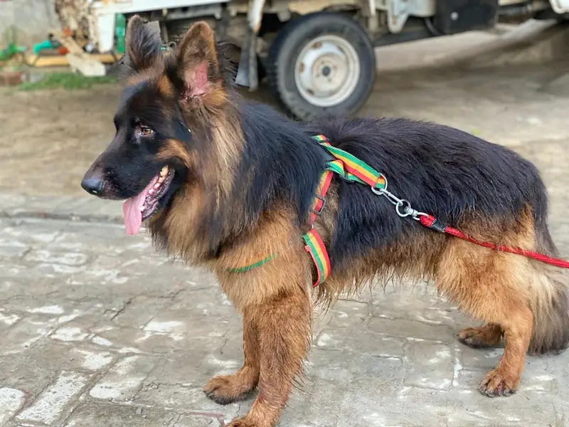 long coat black mask German shepherd male — photo 4