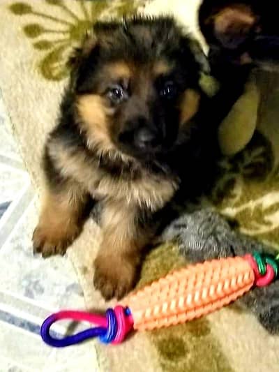 German shephered PUPPIES for sale Or Exchange possible