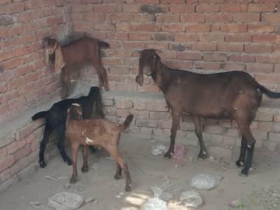 1 female 3 bachay 2 sa 2.5 month k Lana walay Bhai rabta krain