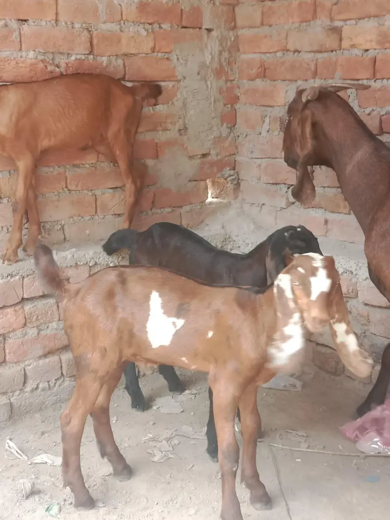 1 female 3 bachay 2 sa 2.5 month k Lana walay Bhai rabta krain — photo 2