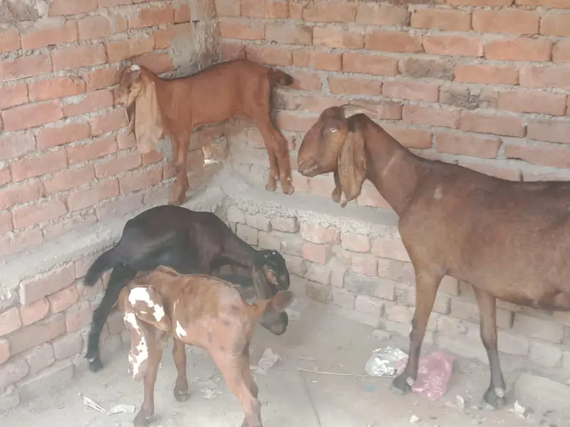 1 female 3 bachay 2 sa 2.5 month k Lana walay Bhai rabta krain — photo 3