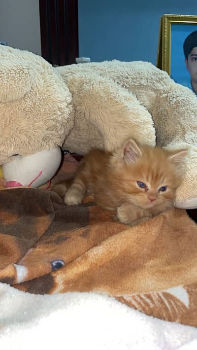 Doll Face Ginger Persian kitten