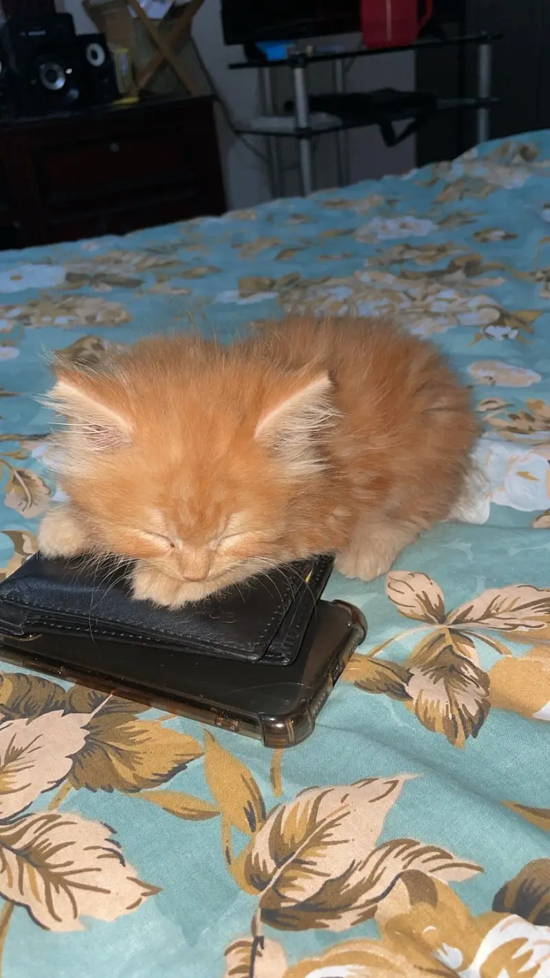 Doll Face Ginger Persian kitten — photo 2