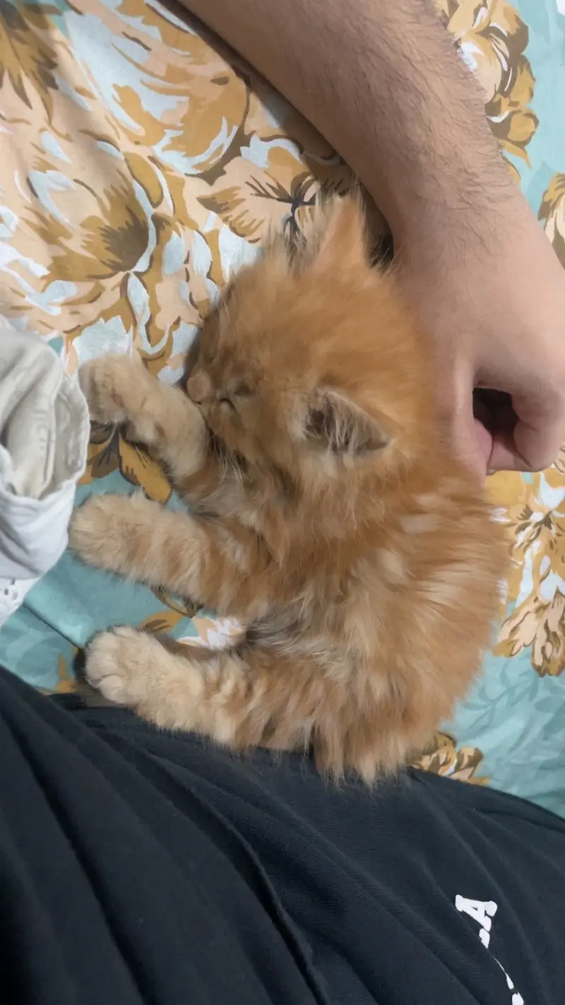 Doll Face Ginger Persian kitten — photo 3