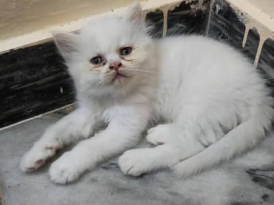 PERSIAN KITTEN TRIPLE COAT