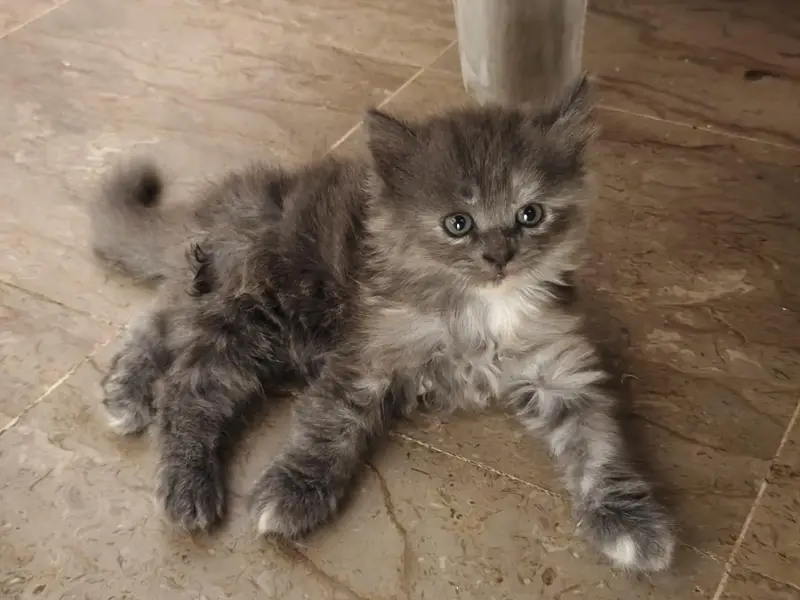 PERSIAN KITTEN TRIPLE COAT — photo 2