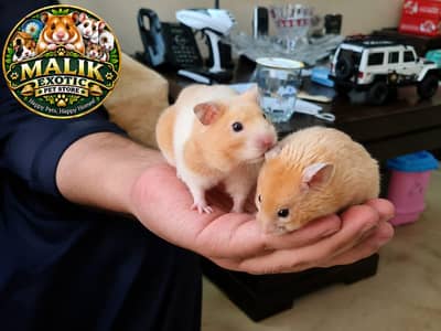 Syrian Hamsters