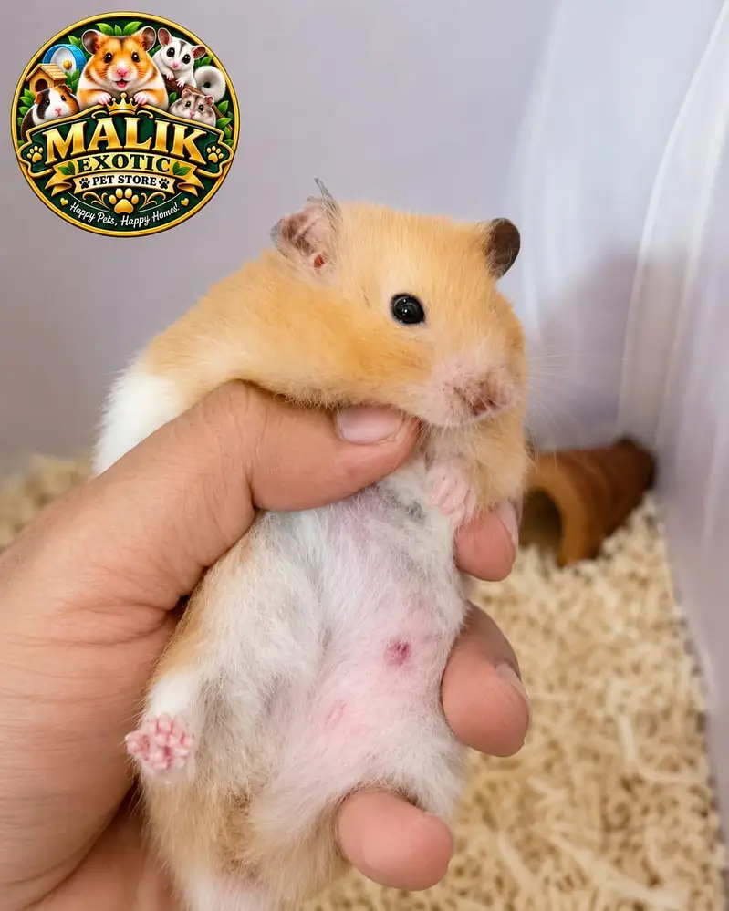 Syrian Hamsters — photo 3