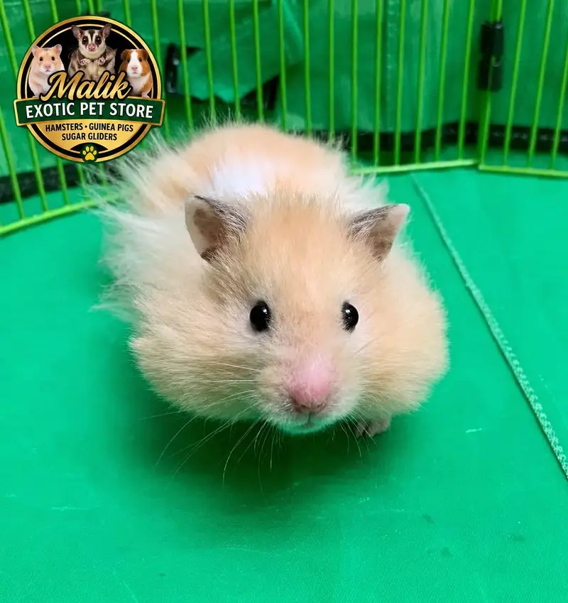 Syrian Hamsters — photo 6
