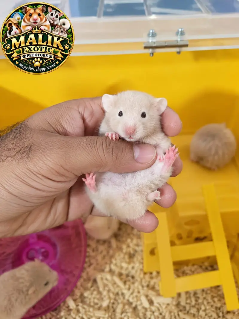 Syrian Hamsters — photo 9