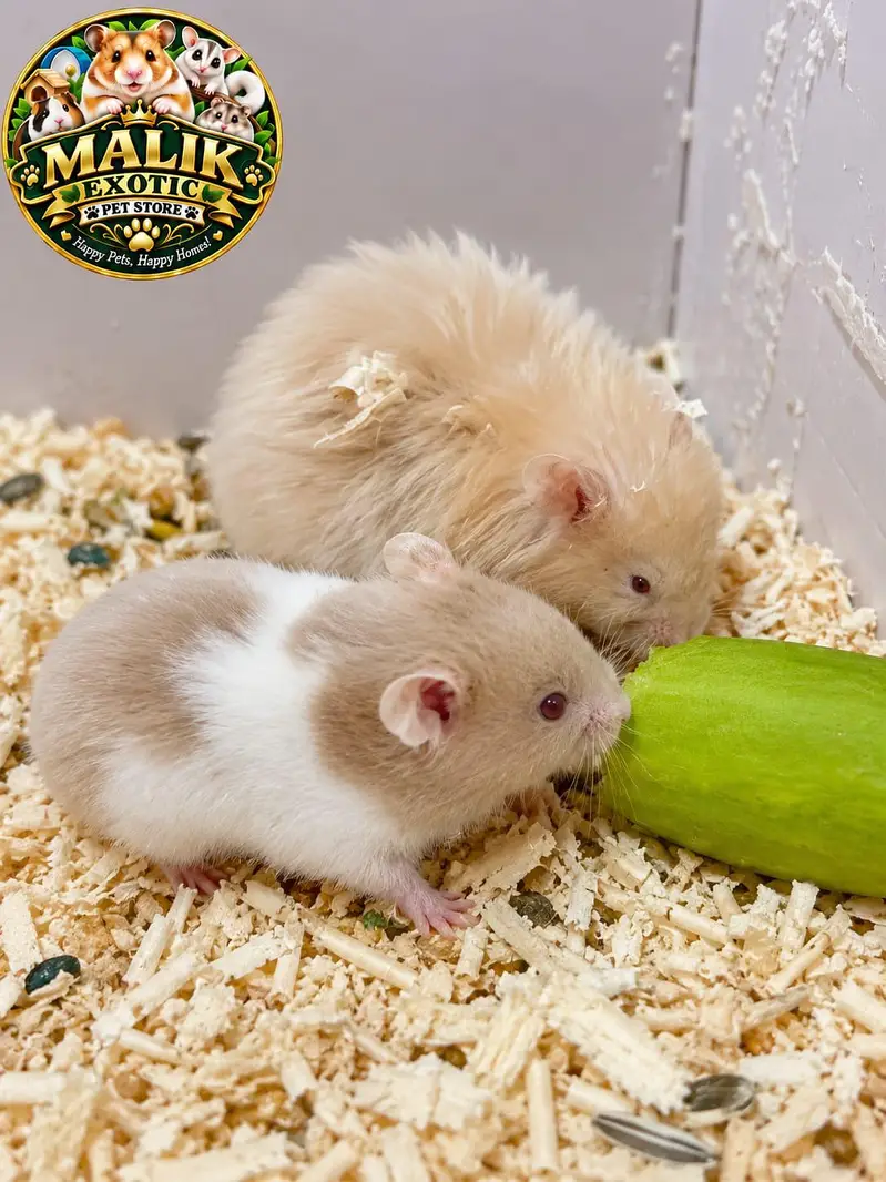 Syrian Hamsters — photo 11