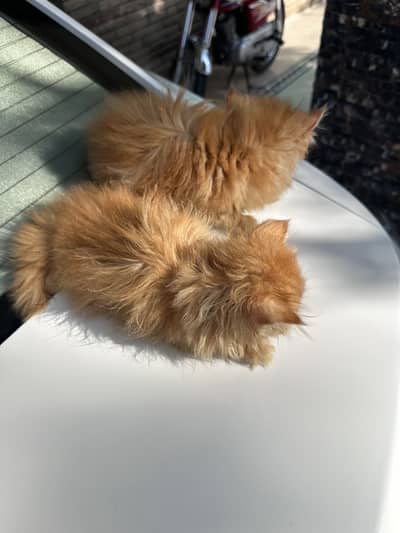 Persian kittens pair tripple coat