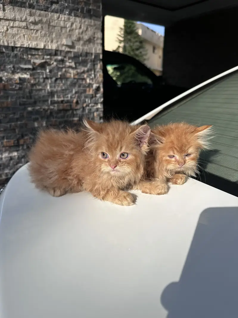 Persian kittens pair tripple coat — photo 2