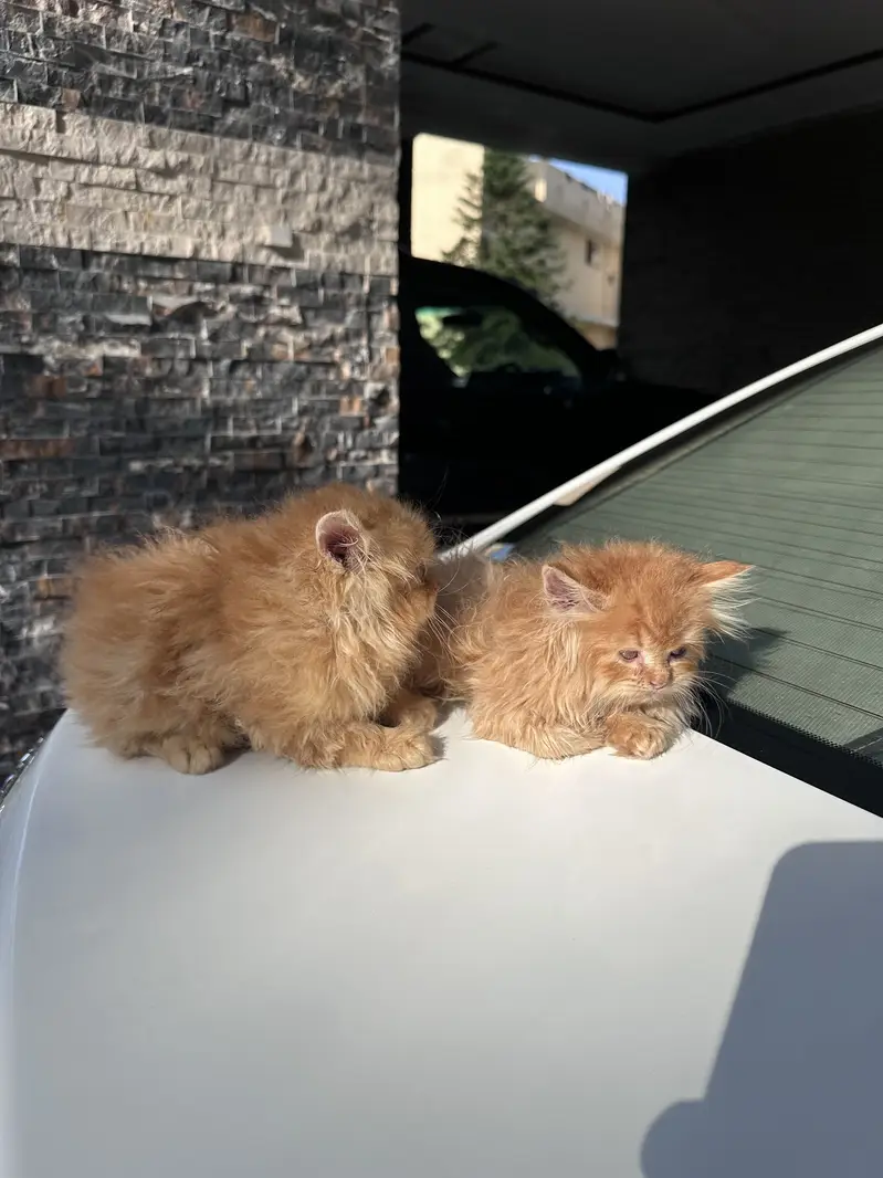 Persian kittens pair tripple coat — photo 3