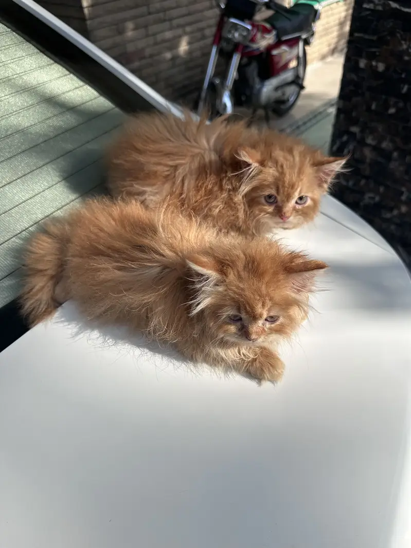 Persian kittens pair tripple coat — photo 4