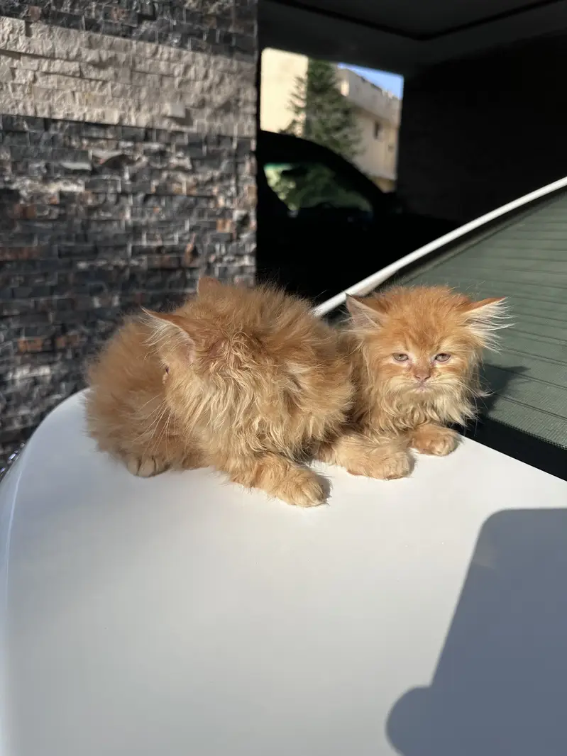 Persian kittens pair tripple coat — photo 5