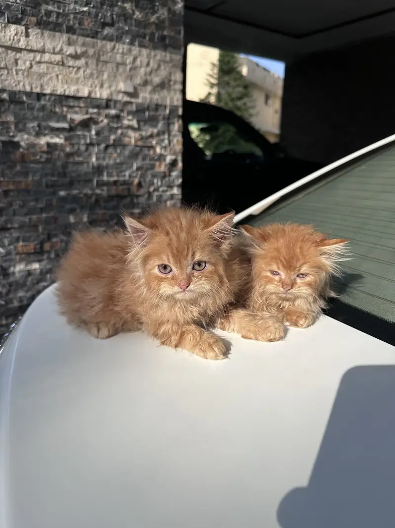 Persian kittens pair tripple coat — photo 6
