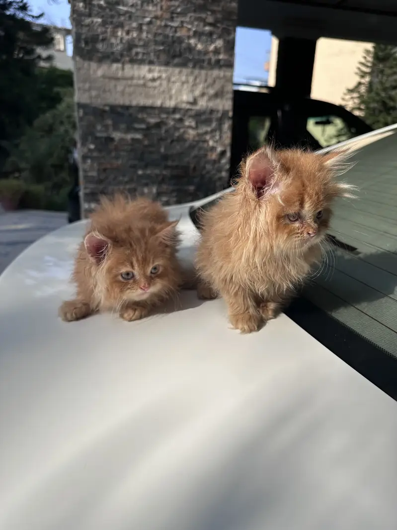 Persian kittens pair tripple coat — photo 7