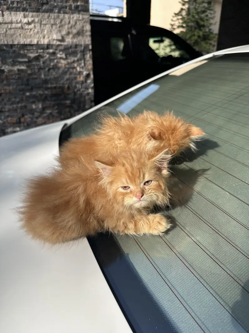 Persian kittens pair tripple coat — photo 8