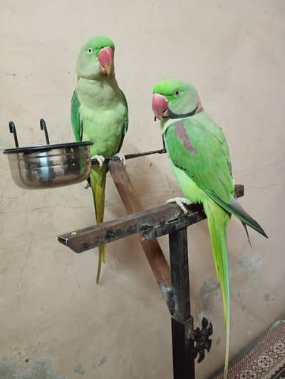 hand tammed Young Raw parrots pair (Male & Female)