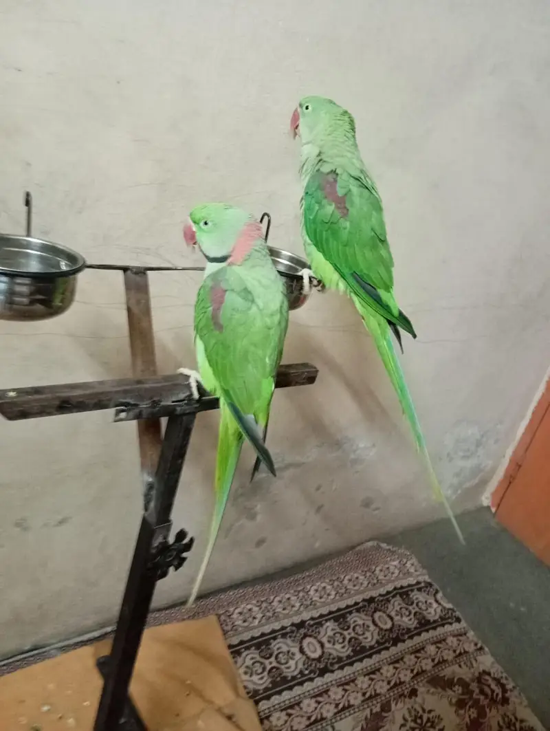 hand tammed Young Raw parrots pair (Male & Female) — photo 2