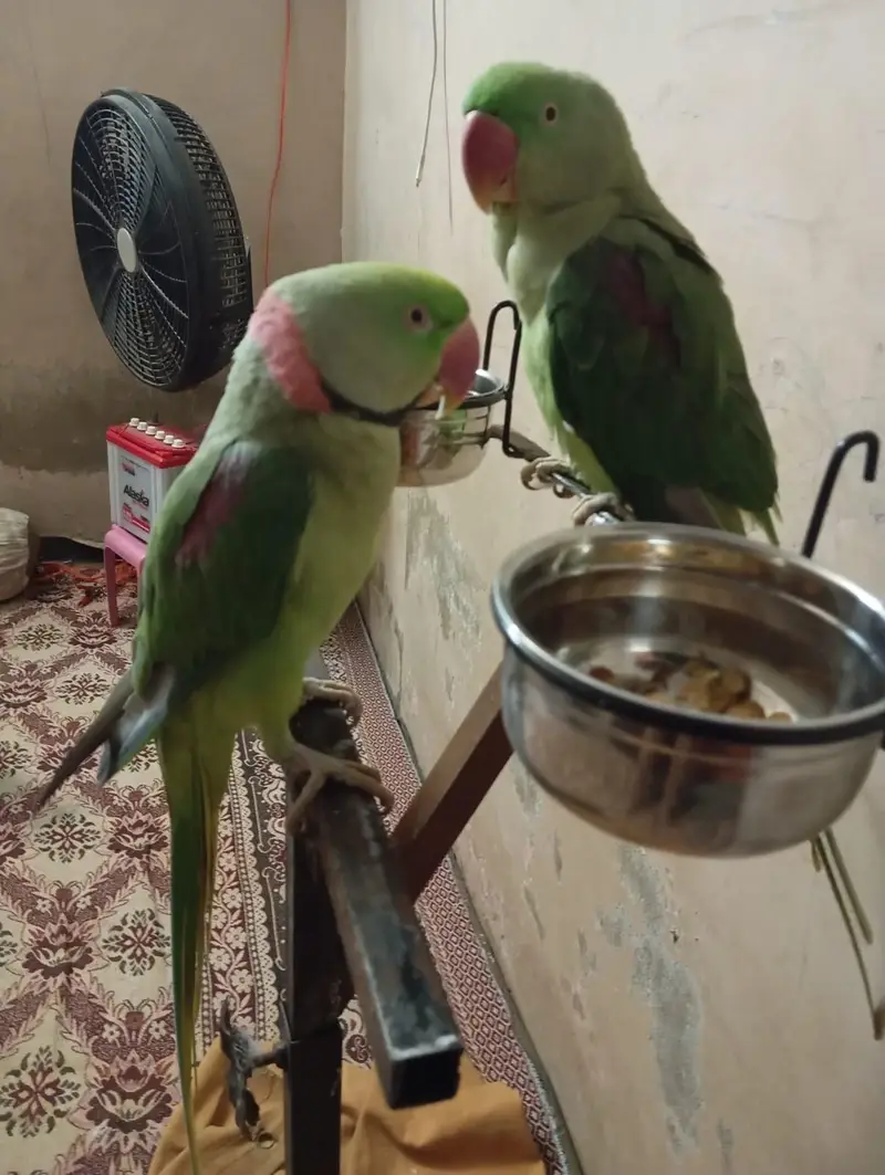 hand tammed Young Raw parrots pair (Male & Female) — photo 3