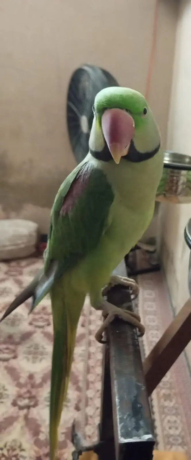 hand tammed Young Raw parrots pair (Male & Female) — photo 4