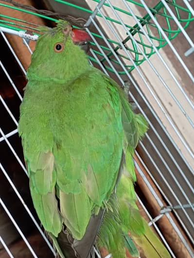 Green Parrot Female For Sale