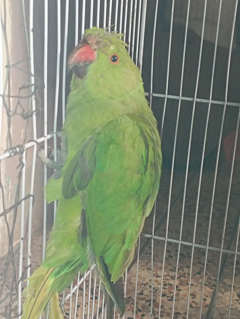 Green Parrot Female For Sale — photo 2