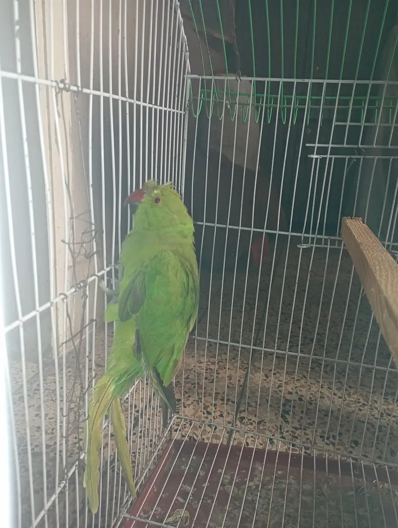 Green Parrot Female For Sale — photo 3