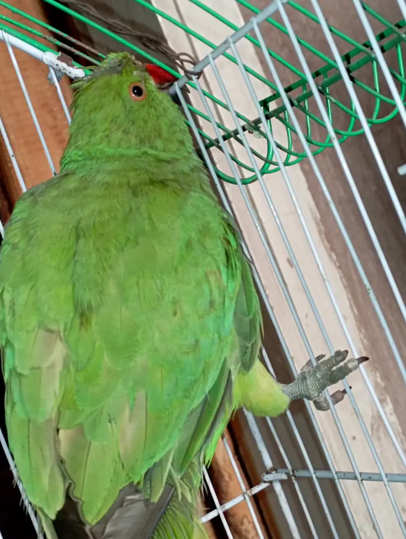 Green Parrot Female For Sale — photo 4