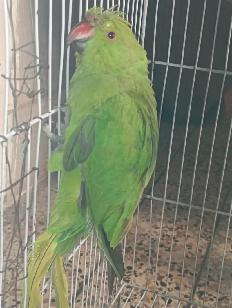 Green Parrot Female For Sale — photo 5