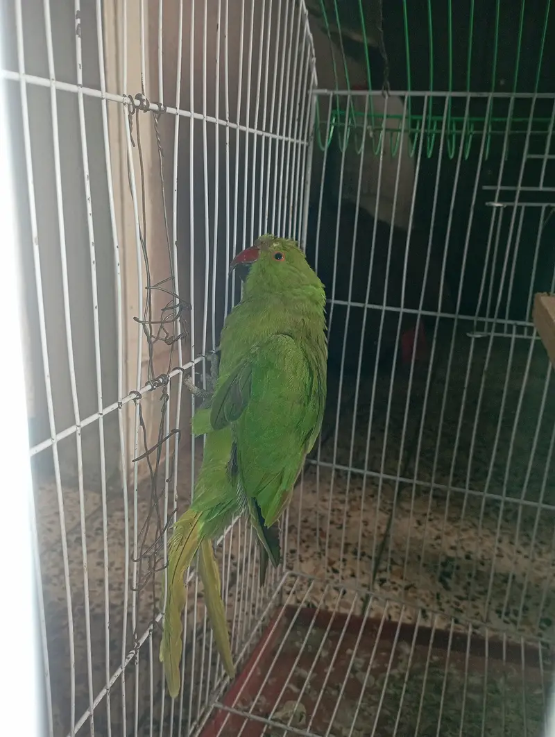 Green Parrot Female For Sale — photo 6