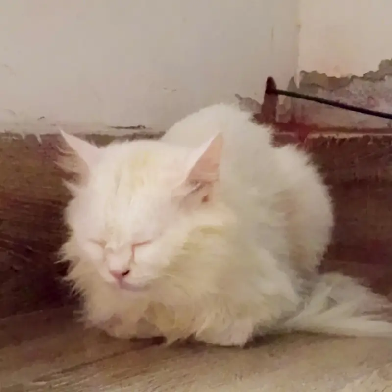 3mahina ki bili ha blue eyes ha — photo 5