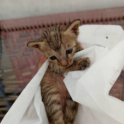 Urgent Sale – Beautiful & Cute baby cat