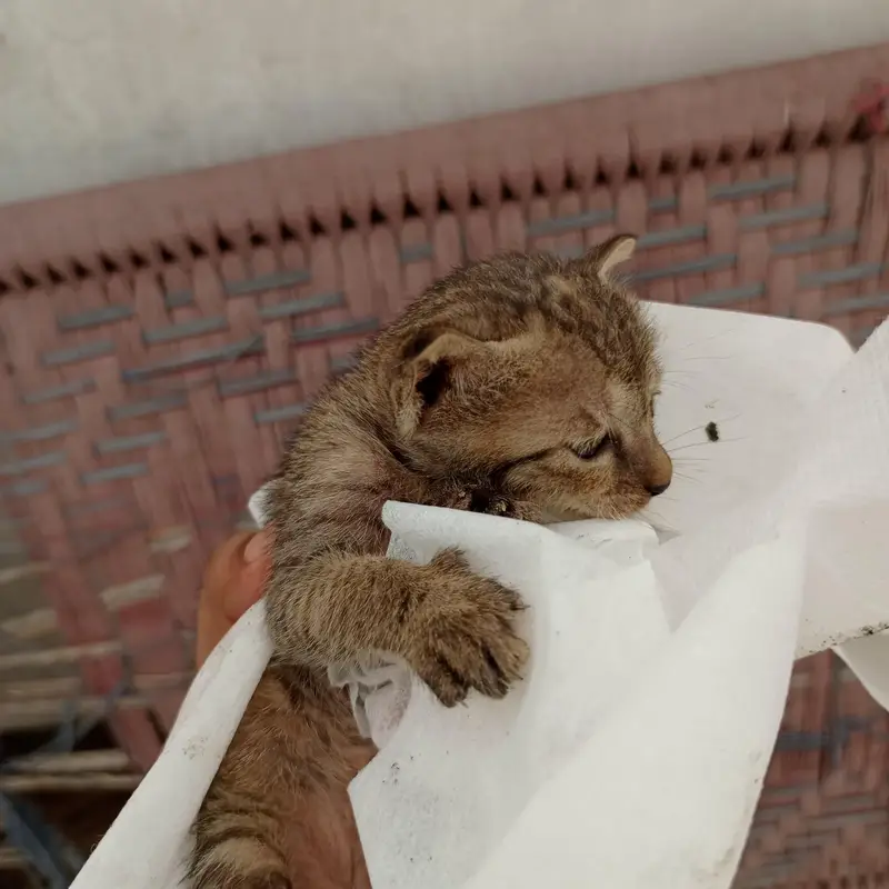 Urgent Sale – Beautiful & Cute baby cat — photo 2