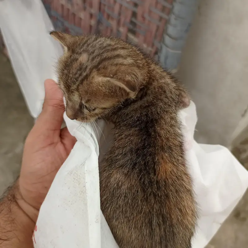 Urgent Sale – Beautiful & Cute baby cat — photo 3