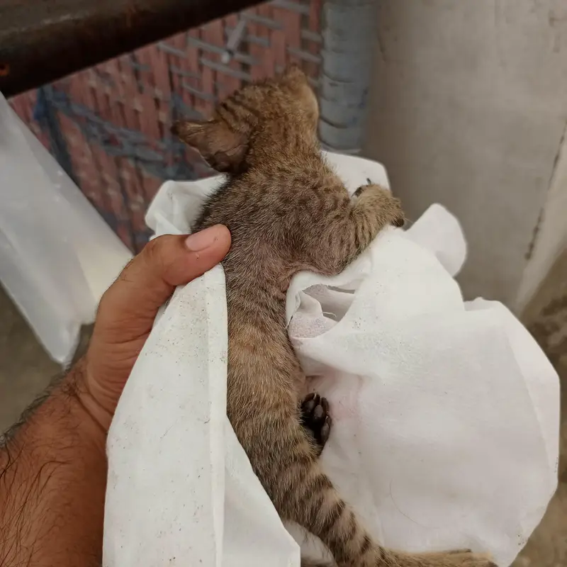 Urgent Sale – Beautiful & Cute baby cat — photo 4