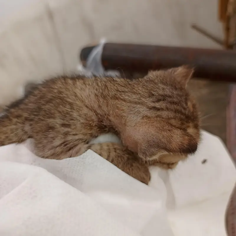 Urgent Sale – Beautiful & Cute baby cat — photo 5